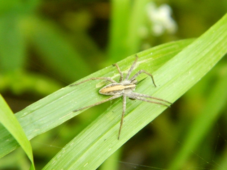 Sfilata di Pisaura sp. - Viadana (MN)